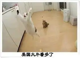 萌翻你的各种表情帝

