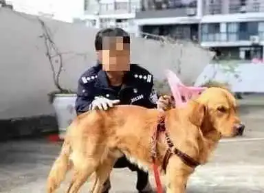金毛被狗贩子抓走,没想到一周后,它竟带着狗贩子出现在警局门口
