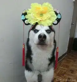 容嬷嬷驾到
