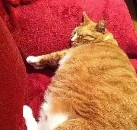 十个橘猫九个胖,稍微不小心,大肚腩就出来了
