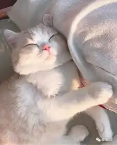 你们的小可爱猫咪送上,赶紧吸吸补充一周的元气吧
