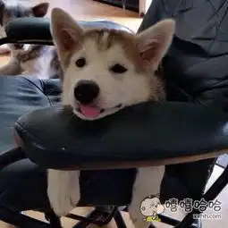这么热的天,不给劳纸开空调要成热狗了
