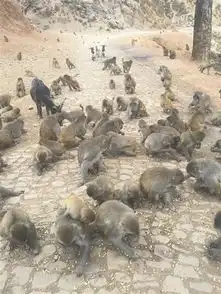 引猴入村猴群成患赶猴友谊的小船说翻就翻
