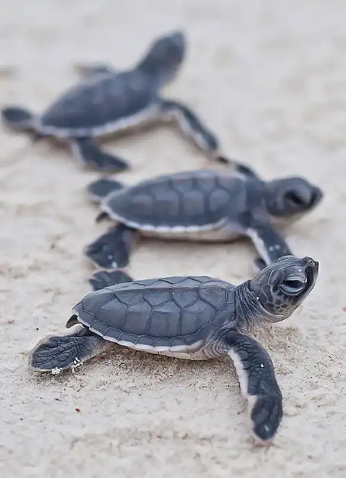 可爱的海洋生物国外摄影师拍摄海龟照片

