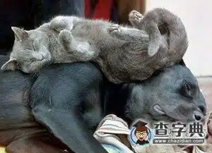 心疼汪星人搞笑图片
