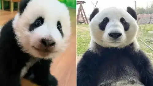 大熊猫震生后继有熊妹猪宝宝的叫声像牛叫,原来是随了咱宽姐
