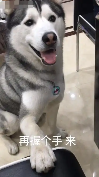 哈士奇肉喂少了然后给你一个看不懂的表情,这到底是几个意思

