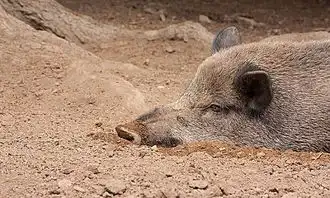野猪图片图片大全
