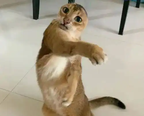 流浪猫被虐待,惨遭剪耳,好心夫妇将其收养,如今它依旧相信人类
