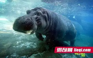 盘点世界各地人生最有趣的动物
