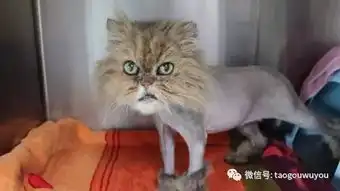 给猫剃毛后,我家猫就再也不理我了

