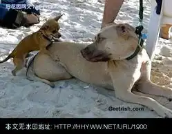 搞笑动物照片收藏,笑破肚皮了
