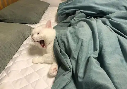 的相册猫生百态
