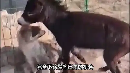 毛驴把鬣狗按在地上摩擦,驴哥竟然这么强长见识了
