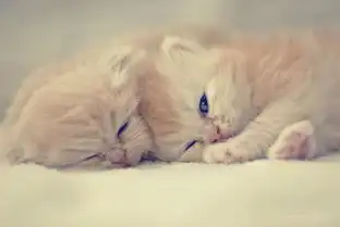 这几种味道,猫咪最讨厌气味
