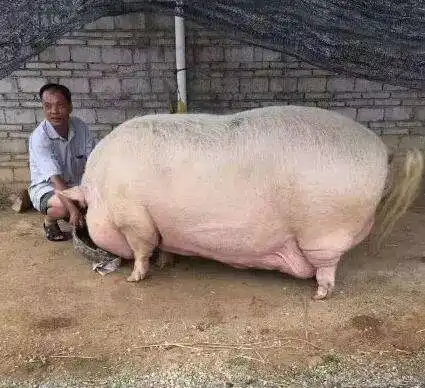 一头猪的寿命到底有多长要是不吃,它们能够活多久

