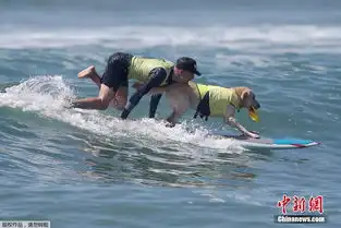 美国加州举行狗狗冲浪比赛主人为爱犬形象全无

