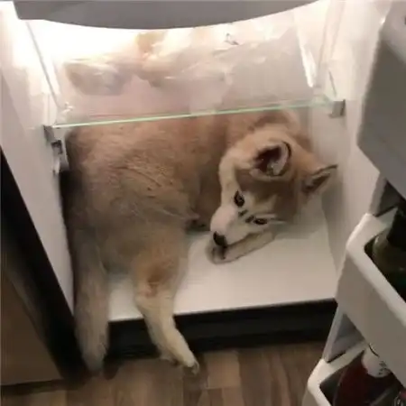 又搞笑又贱的狗图片大全狗的照片搞笑的图片
