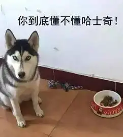 二哈嫌狗粮太少就要绝食,50多斤还要胖成啥样
