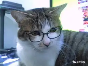 猫咪搞笑照片小集锦又来啦,让你每天好心情
