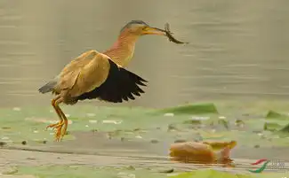 黄苇鳽
