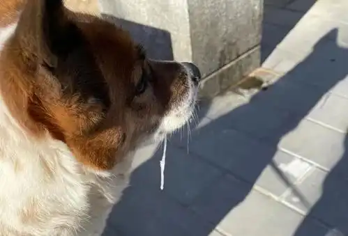 原来口水真的能结成冰碴子出门遛狗,结果狗狗口水结成冰
