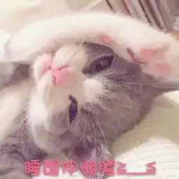 可爱猫咪超级搞怪带字头像2018最新感同身受是最温柔的冷笑话
