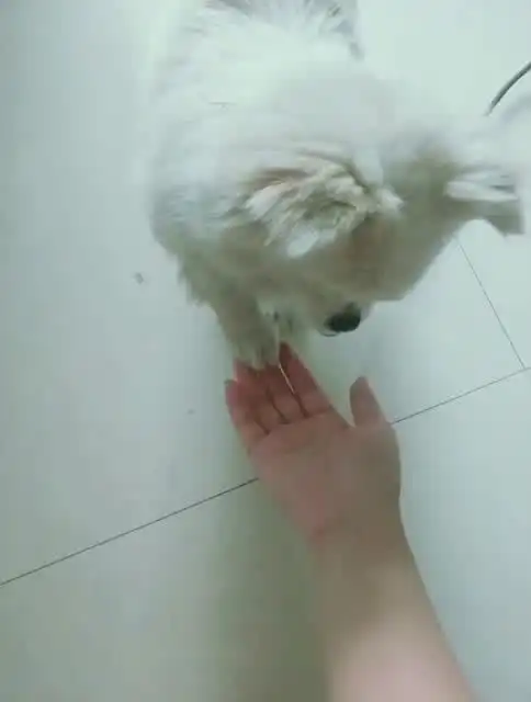 爆笑萌宠小狗狗居然会和主人握手,真是太聪明了
