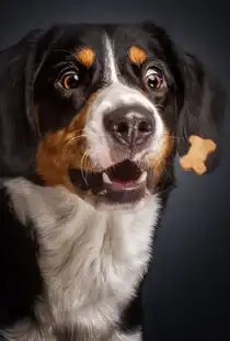 德摄影师捕捉狗狗空中接食搞笑表情

