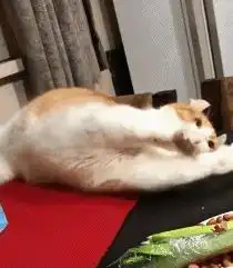 猫咪频繁伸懒腰,不止是舒展筋骨,还有这些意思
