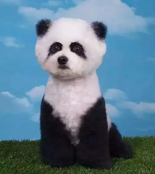 狗年拾趣,也不知道哪位牛人编的,太搞笑了
