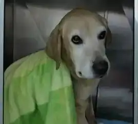 女子豪掷5万为爱犬看病手术1周后狗就死亡组图
