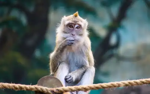 可爱的小猴子图片壁纸2
