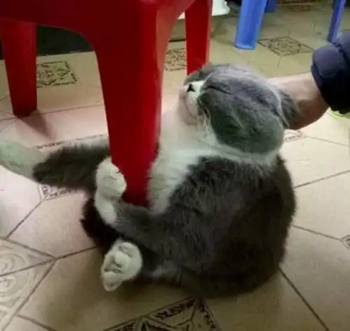 猫咪为了不洗澡,抱着凳子腿不撒手,宁死不从的模样让人笑喷

