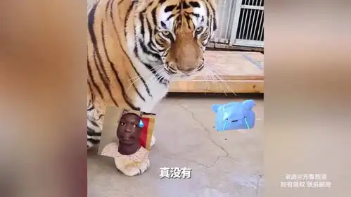 饲养员安排老虎相亲,美女老虎不满意相亲失败,满脸幽怨太搞笑
