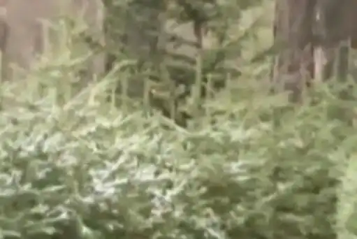 北京大风连刮三天,黑龙江吉林多地降雪倒春寒又来了吗

