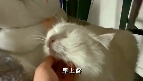 三只肥猫懒床,主人拿出小鱼干后,统统乖乖起床了
