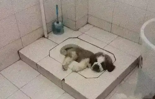 笑死看看这些人才是怎么降温的
