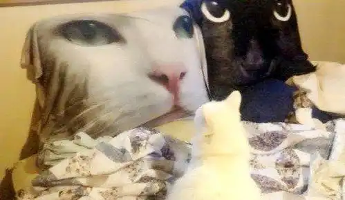 搞笑图片幽默段子笑话我做的猪脚花生汤,就那么难喝吗
