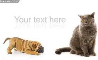 可爱小猫小狗宠物图片
