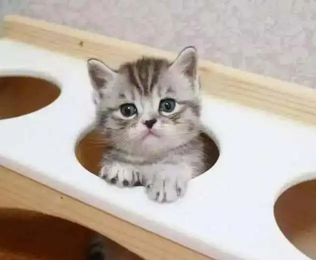 我敢打赌,没有一个人能抗拒小奶猫的超强毒性工作

