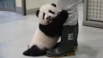 这些熊猫太搞笑了,满屏都是圆滚滚,笑喷了
