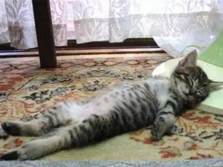 搞笑图片这些猫咪是怎么做到又傻又萌的
