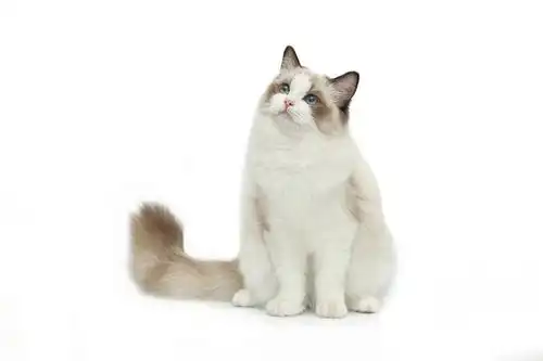 点击来源直接获取大图文件白色背景上的布偶猫摄影搞笑猫猫高清大图
