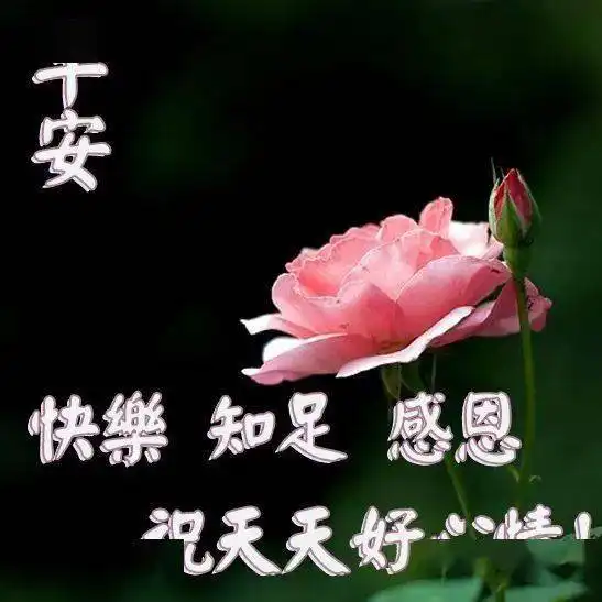 温馨漂亮的鲜花早上好表情图片,祝你花开富贵,天天好心情
