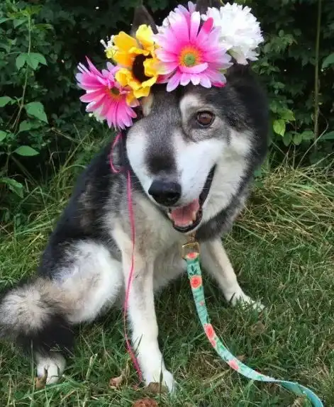 如果爱犬只剩下生命的最后一个月,你会为它做些什么
