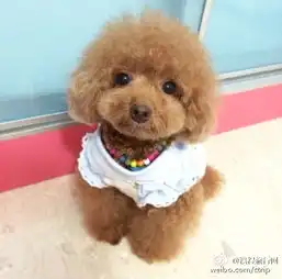 小泰迪问候大家,早啊
