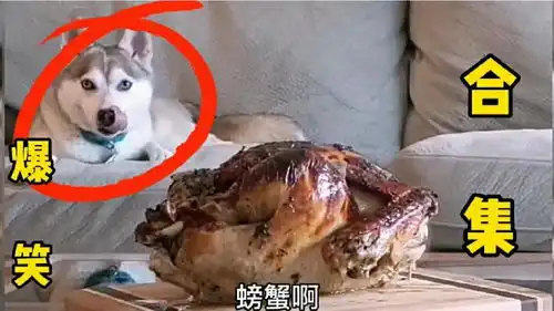 爆笑东北话配音.哈哥态度坚决,烤鸡螃蟹之类的完全不喜欢
