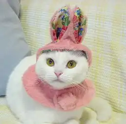 可爱的猫咪公主,可爱宠物图片
