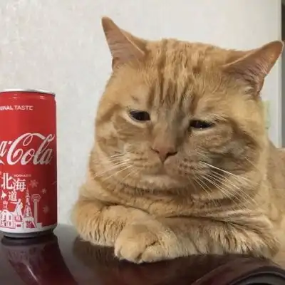 现实版吃货猫咪头像,喵星人搞笑微信动物图片头像
